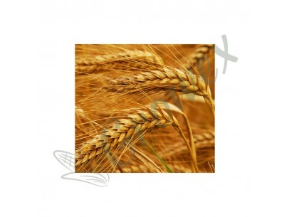 https://growex.market/products/ozima-pshenicya