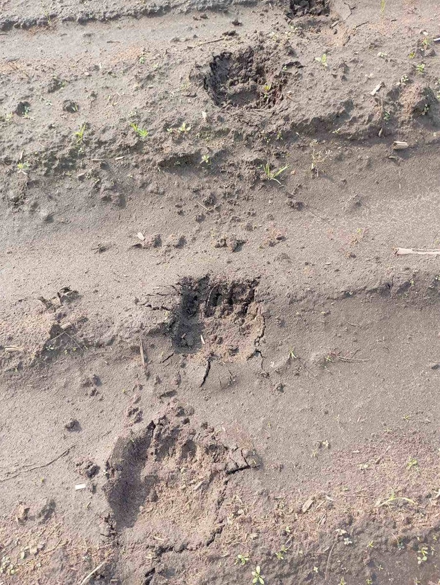 Бурі ведмеді знову з'являються на житомирському Поліссі