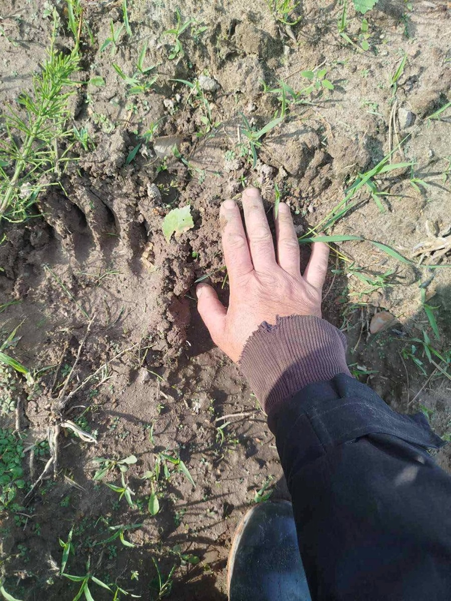 Бурі ведмеді знову з'являються на житомирському Поліссі