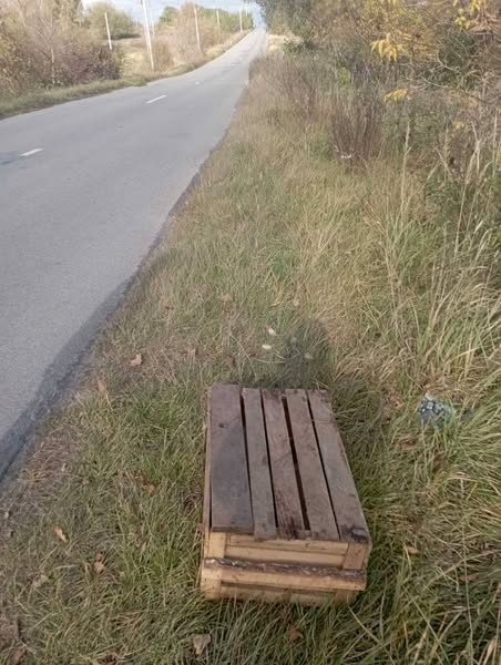 У Звягелі обабіч дороги знайшли сім цуценят, закритих цвяхами у ящику