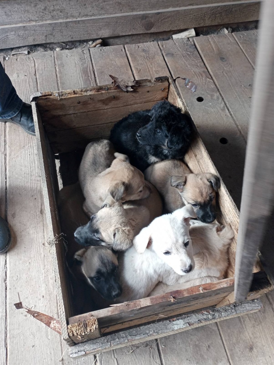 У Звягелі обабіч дороги знайшли сім цуценят, закритих цвяхами у ящику