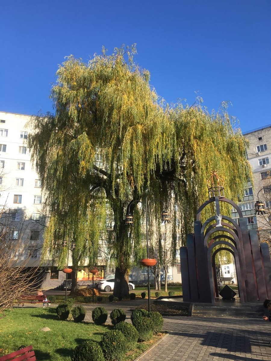 Жителі Звягеля відстояли вербу біля Чорнобильського меморіалу від повного зрізання