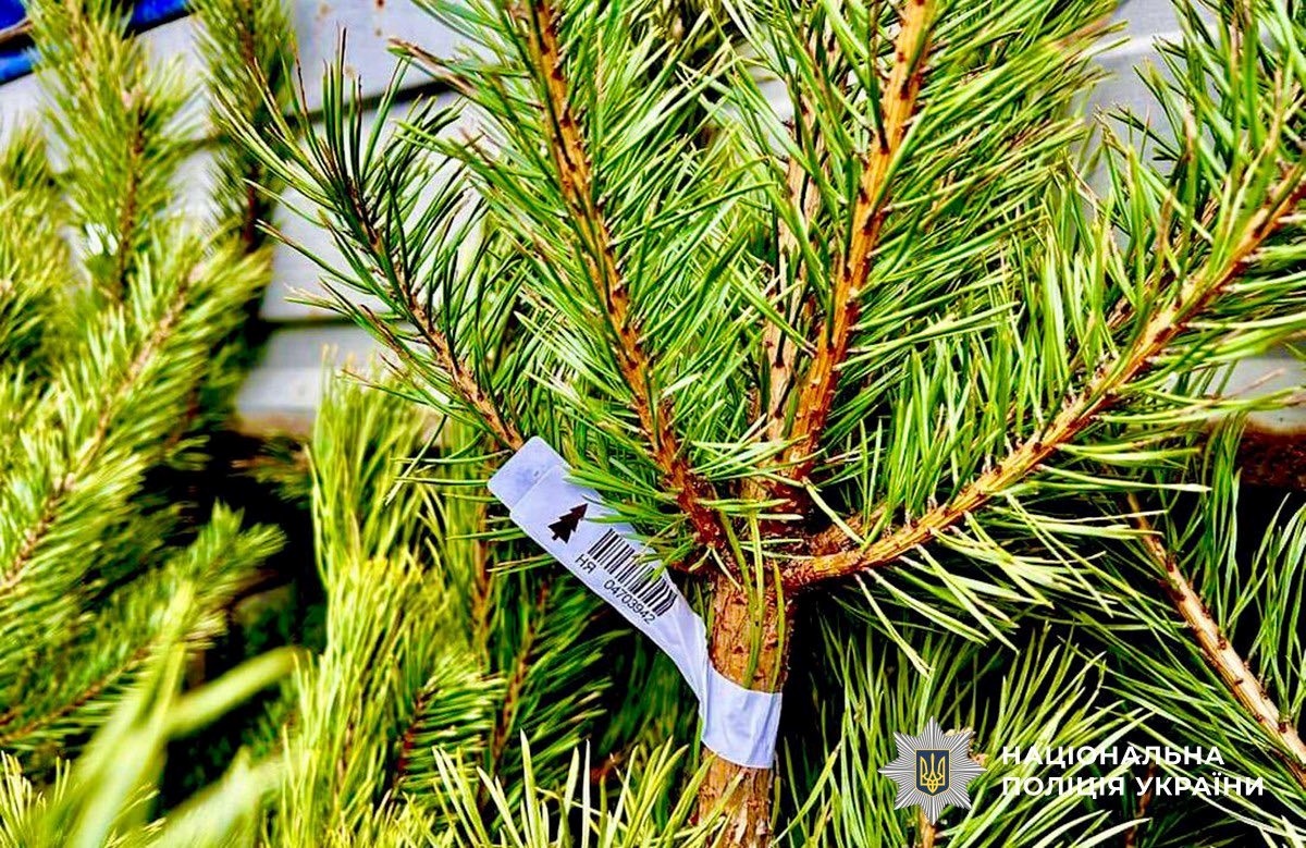Звягельські поліцейські нагадують про правила заготівлі та реалізації хвойних дерев