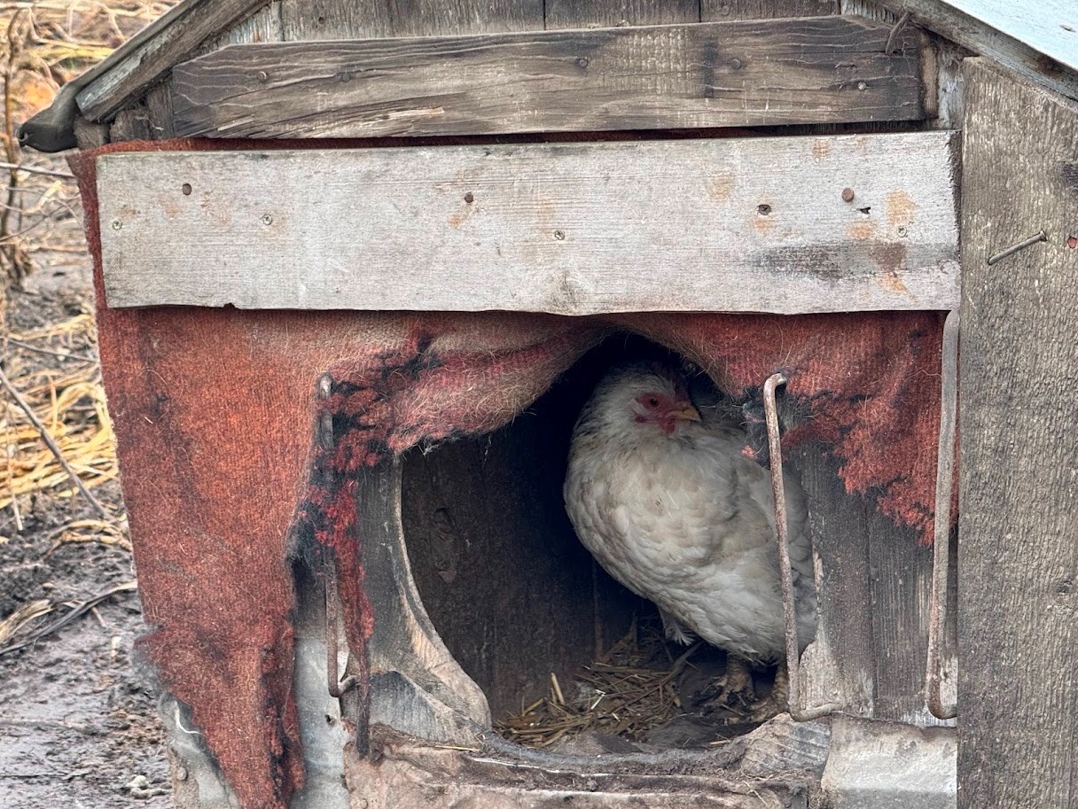 Курка у собачій будці