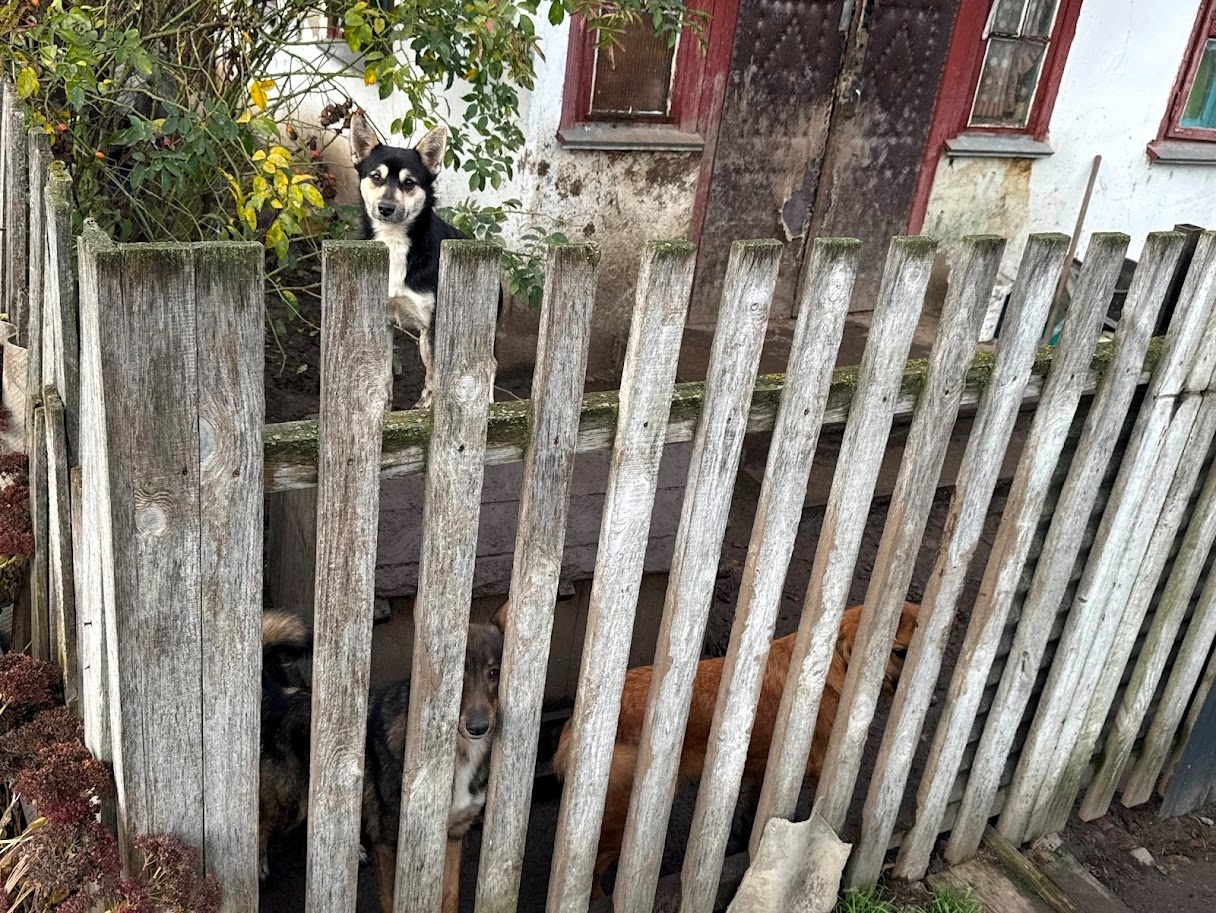 Песики з притулку пані Світлани