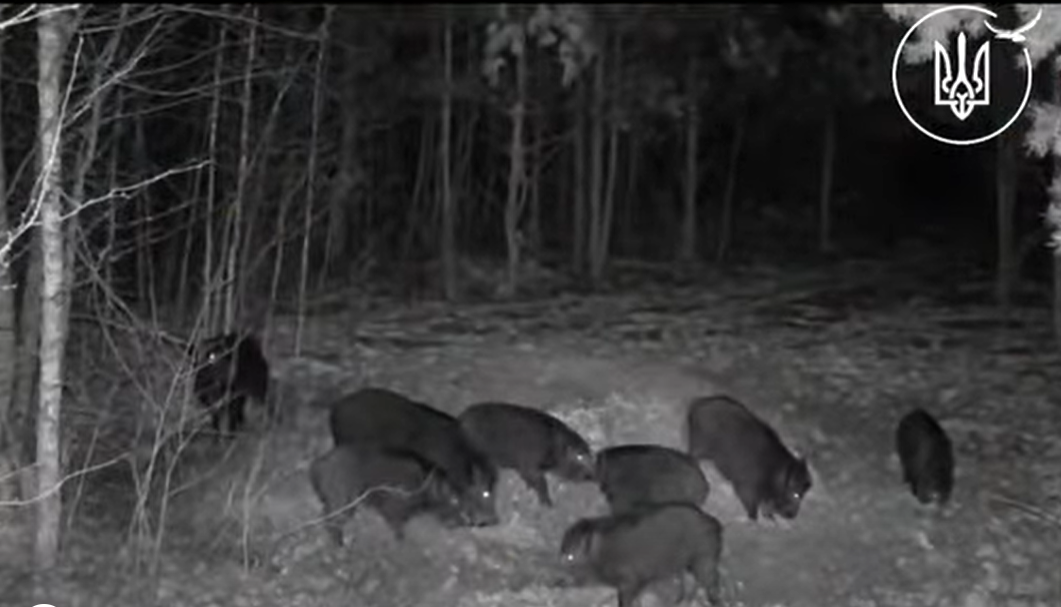 Кабани, козулі та олені: моніторинг мисливських угідь Звягельщини