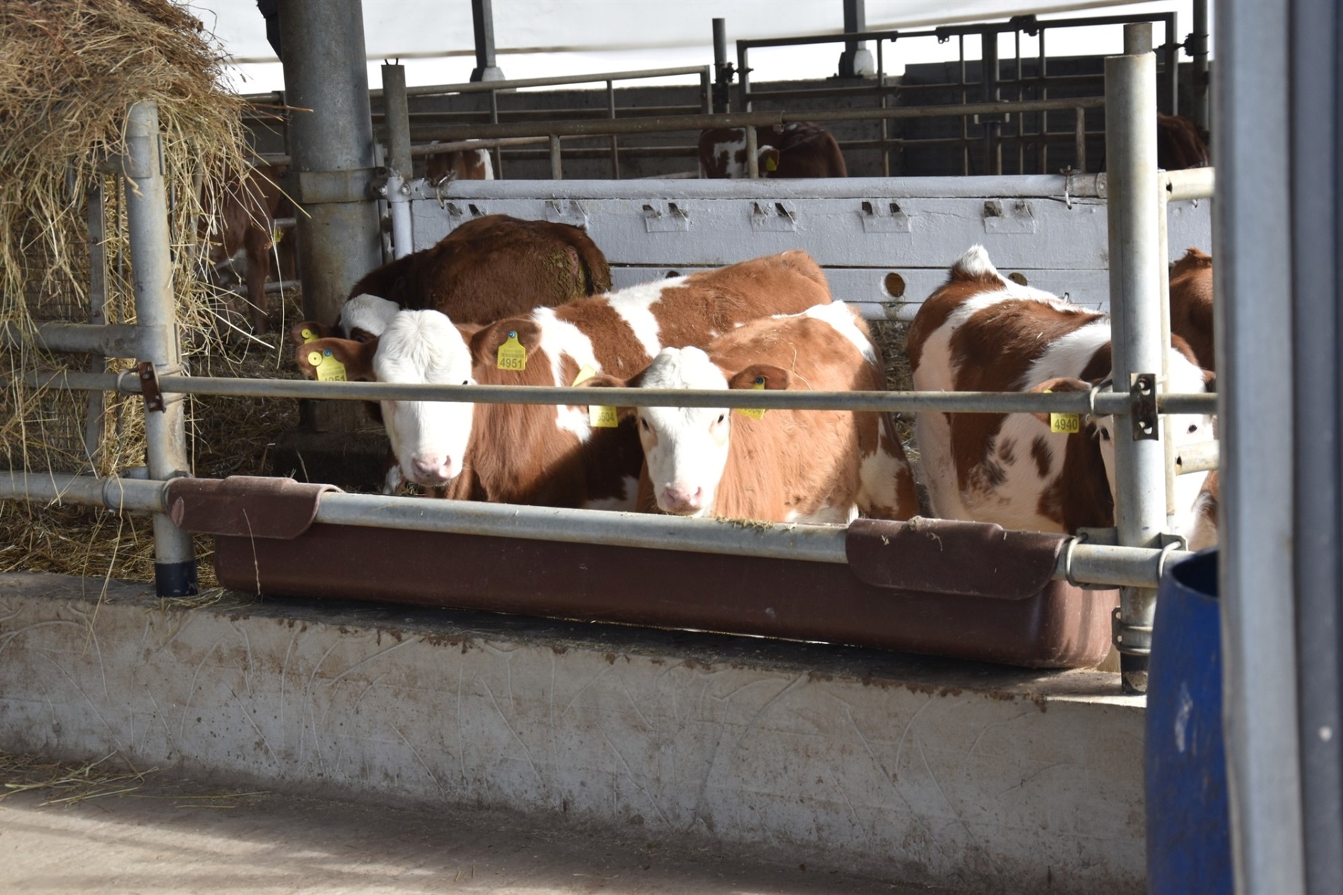 На Звягельщині відкрили нову органічну молочну ферму