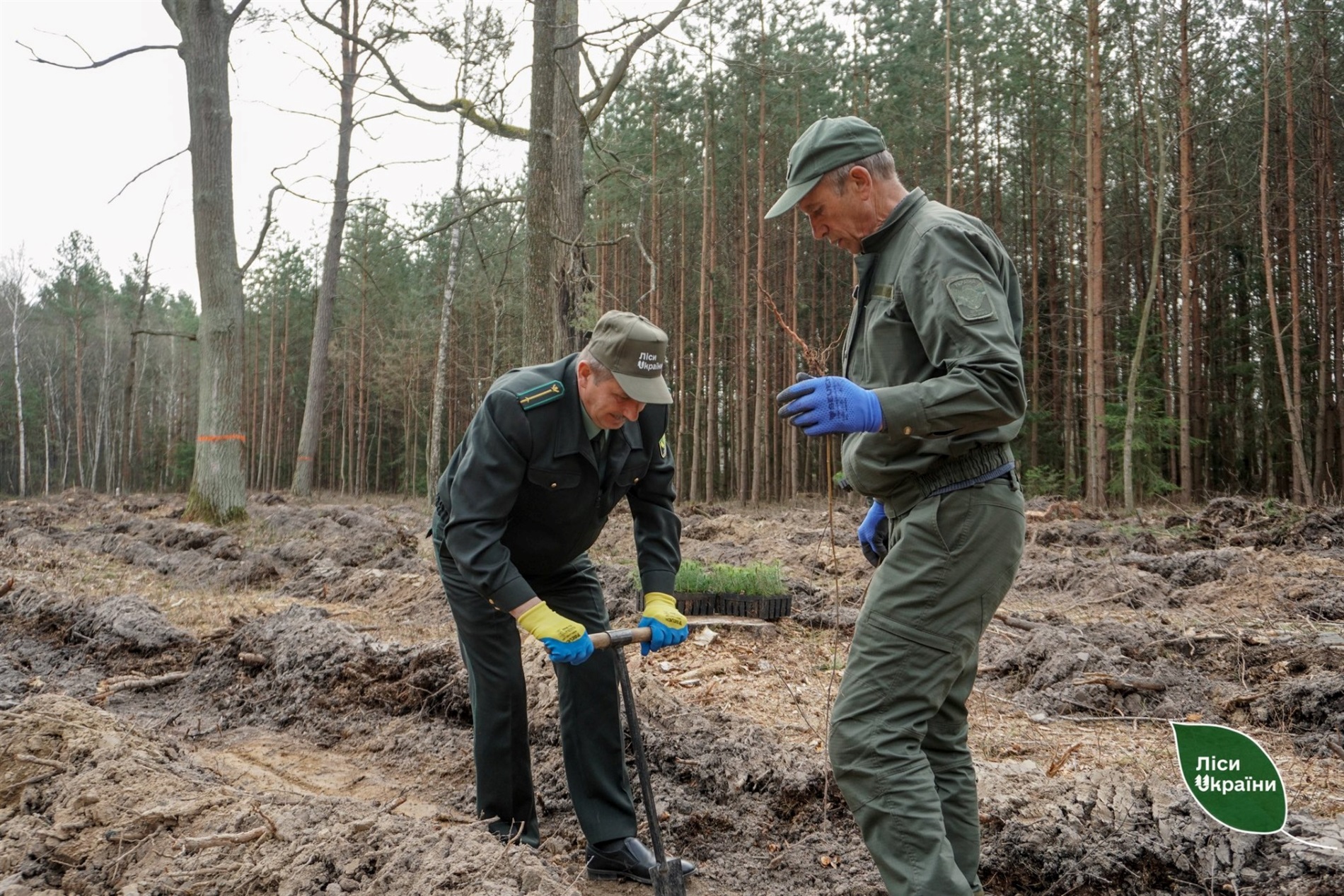 Поблизу Звягеля заклали 