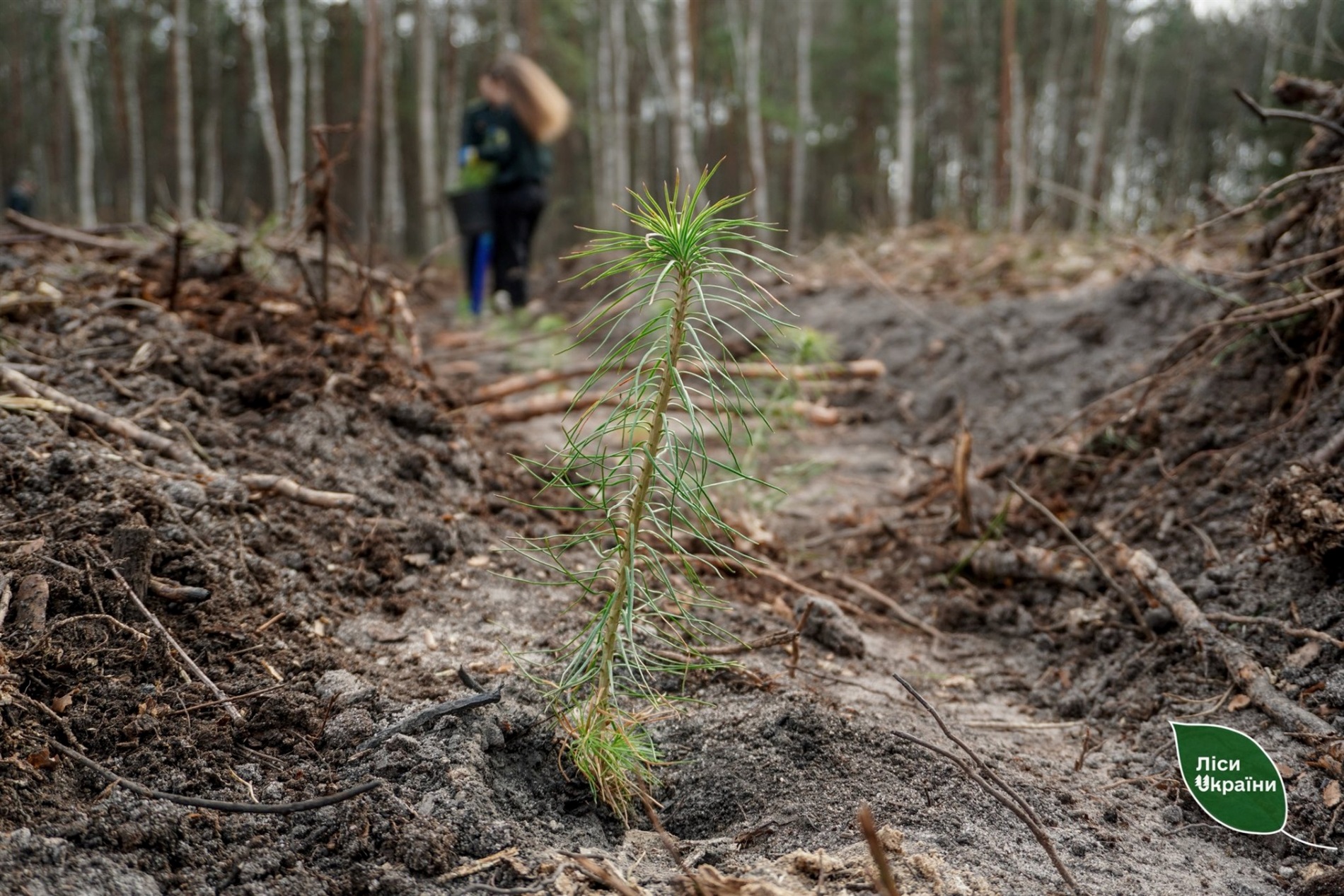 Поблизу Звягеля заклали 