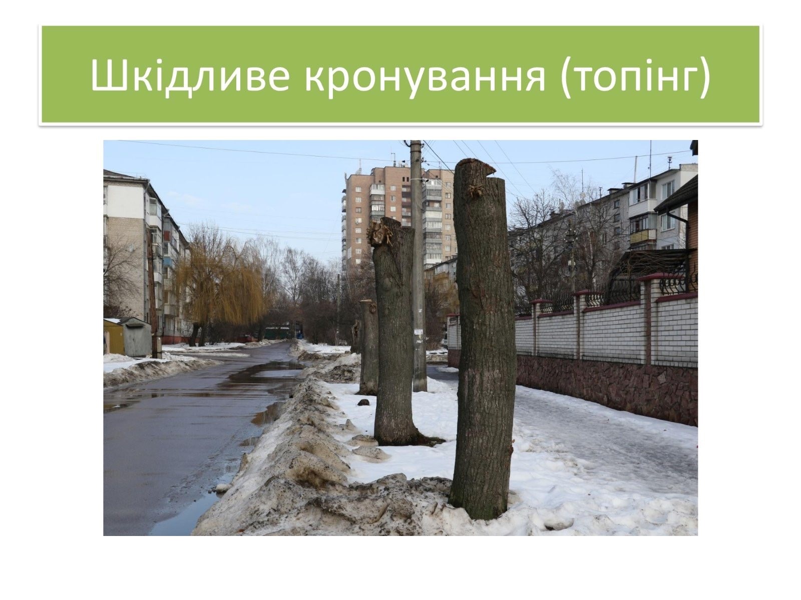 Обрізка під стовбур? У Звягелі експертка пояснила, як правильно кронувати дерева