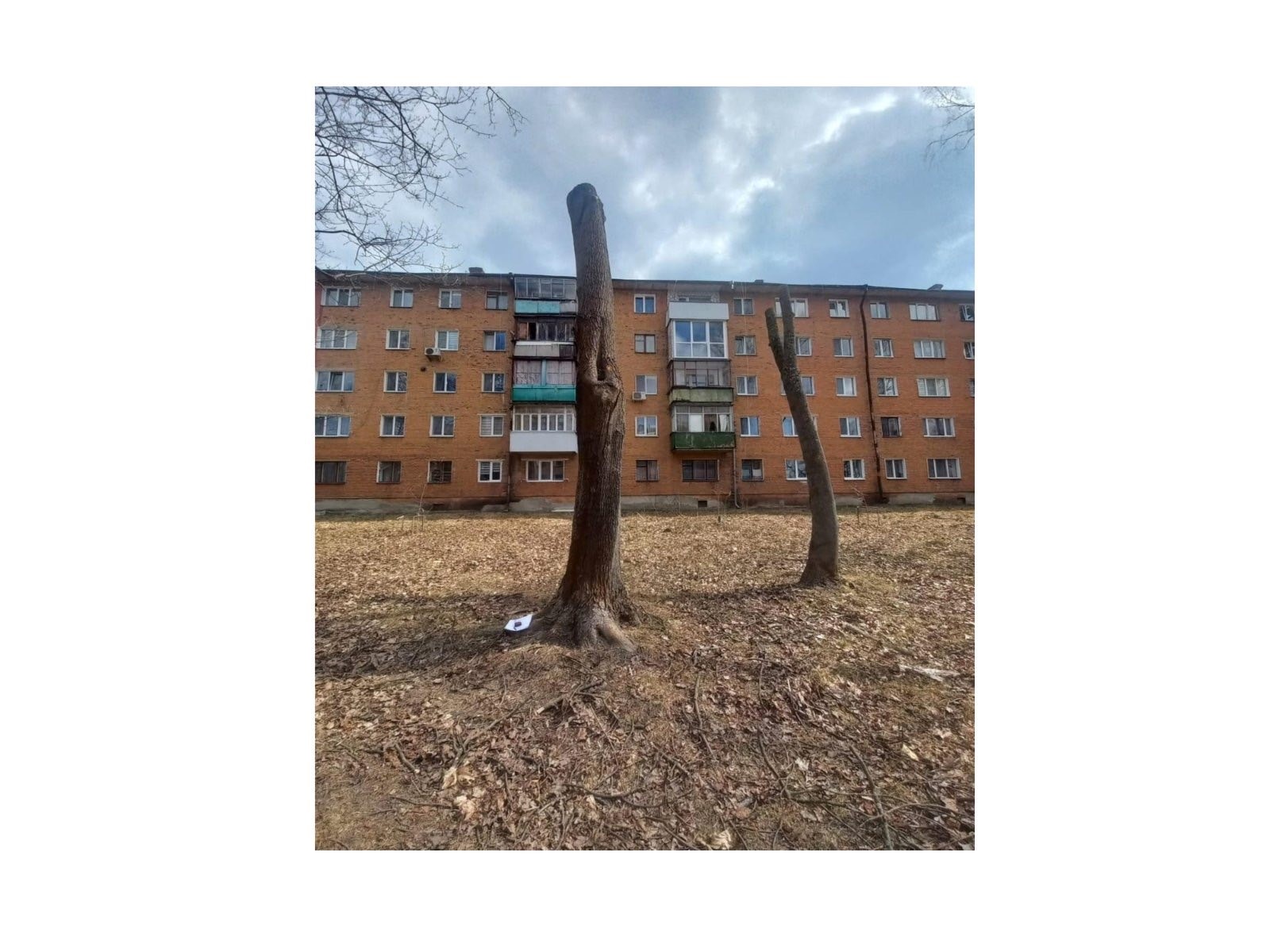 Обрізка під стовбур? У Звягелі експертка пояснила, як правильно кронувати дерева