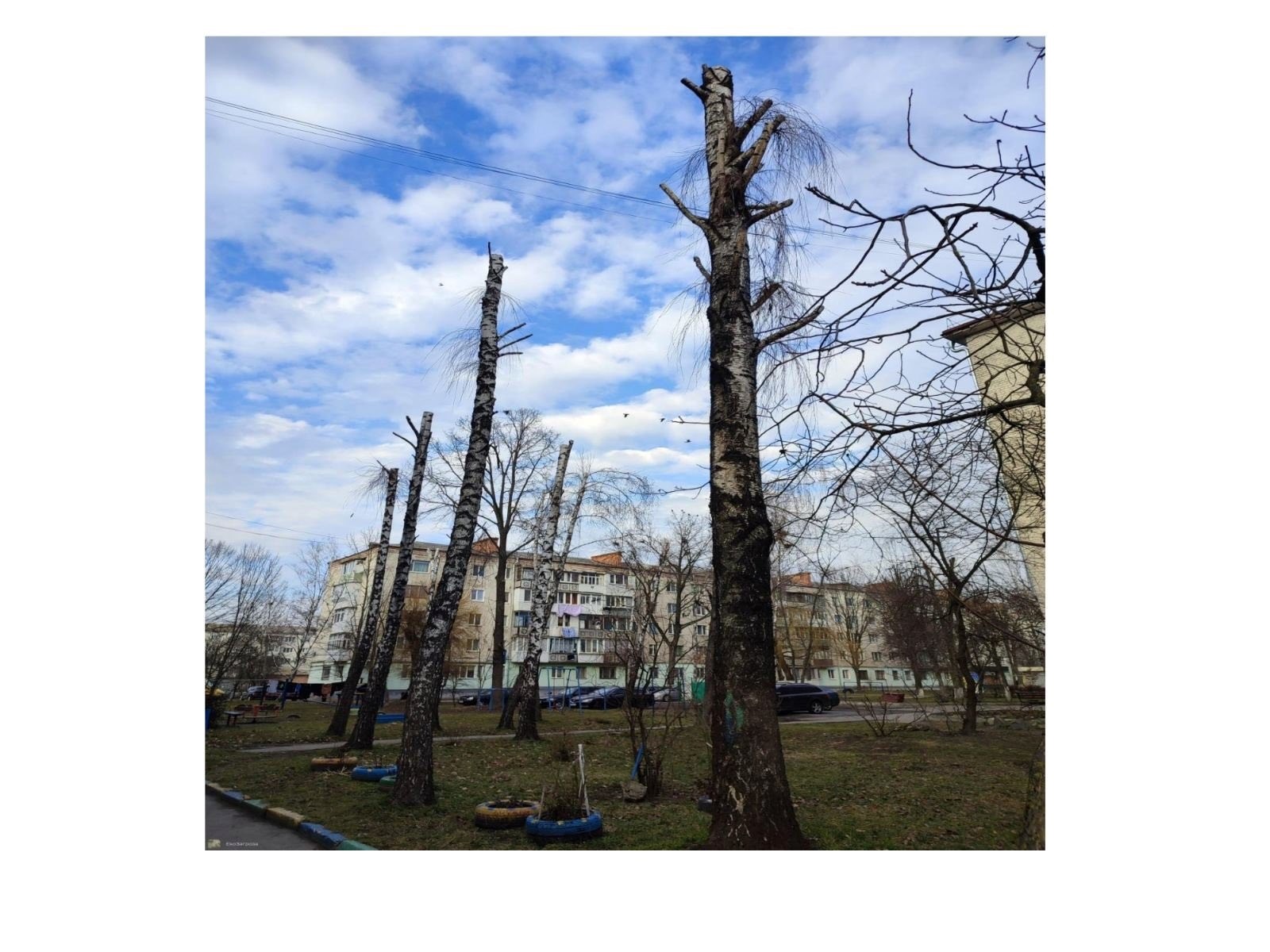 Обрізка під стовбур? У Звягелі експертка пояснила, як правильно кронувати дерева