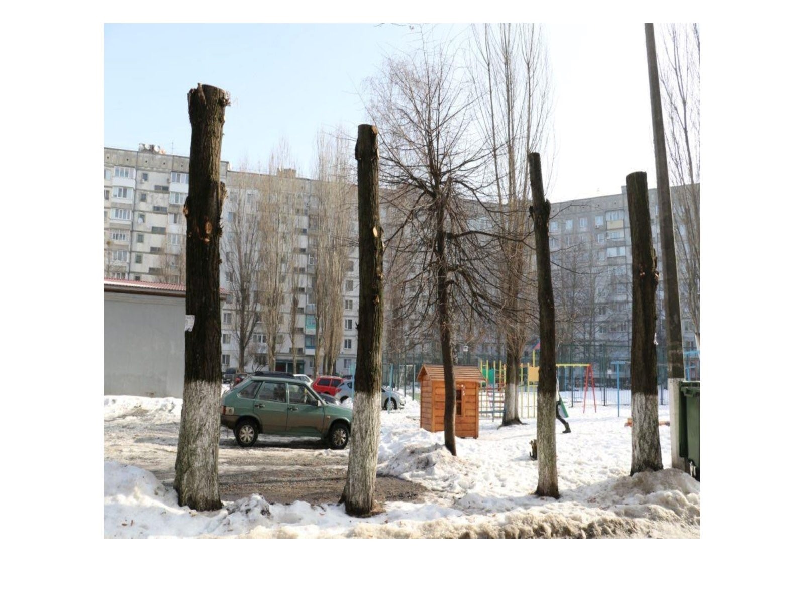 Обрізка під стовбур? У Звягелі експертка пояснила, як правильно кронувати дерева