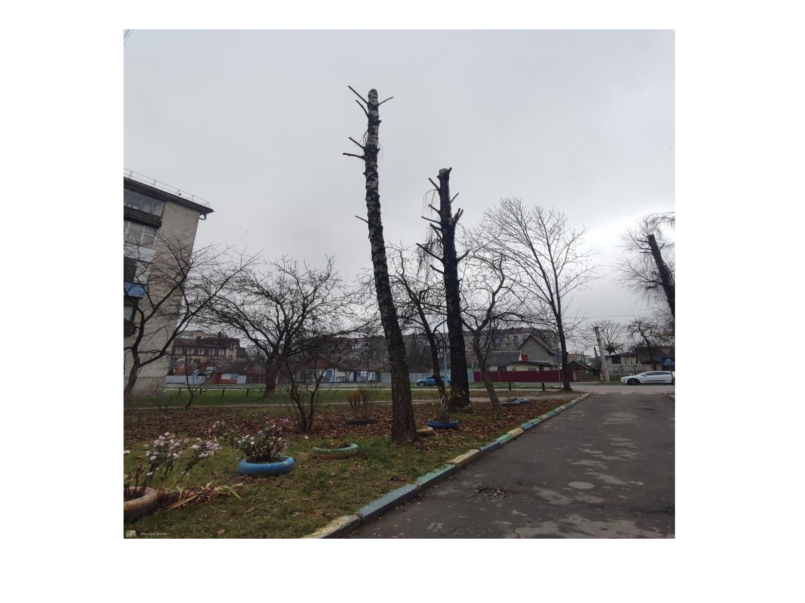 Обрізка під стовбур? У Звягелі експертка пояснила, як правильно кронувати дерева