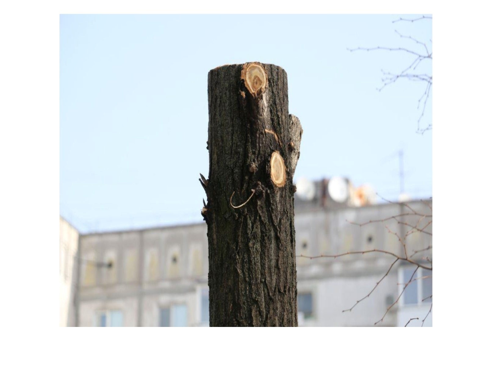 Обрізка під стовбур? У Звягелі експертка пояснила, як правильно кронувати дерева