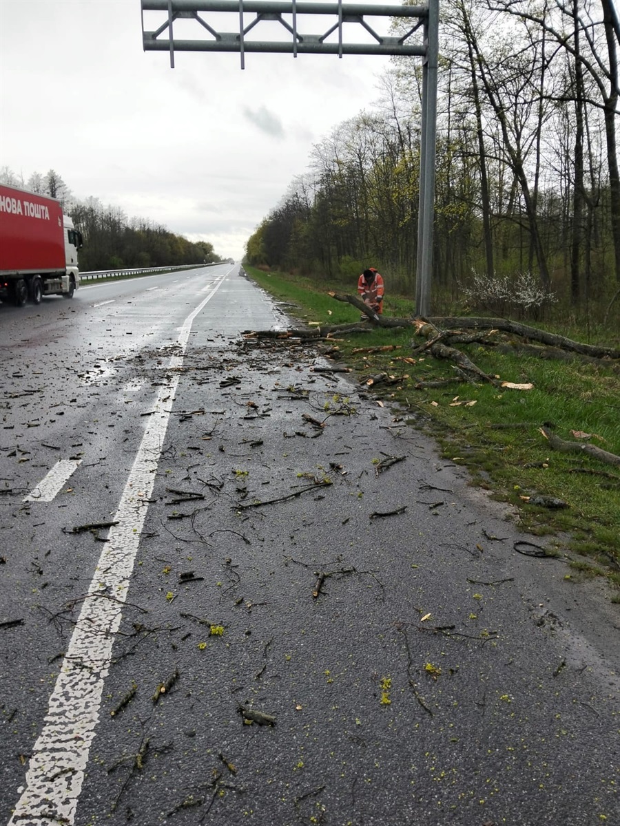 Вирвані з корінням дерева і заблоковані дороги: наслідки негоди на Житомирщині