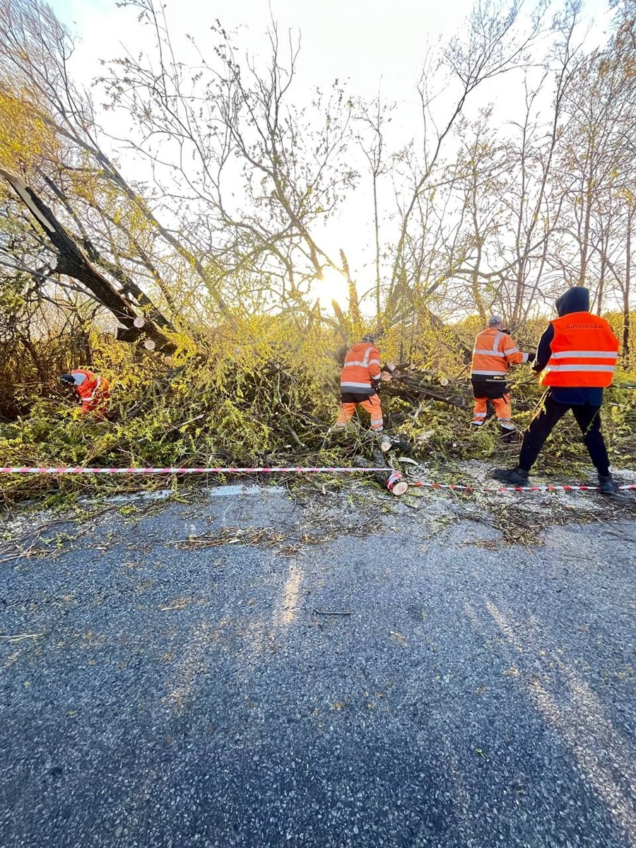 Вирвані з корінням дерева і заблоковані дороги: наслідки негоди на Житомирщині