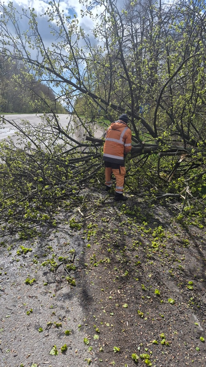 Вирвані з корінням дерева і заблоковані дороги: наслідки негоди на Житомирщині