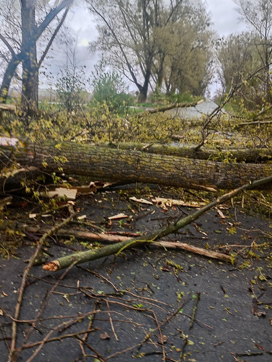Вирвані з корінням дерева і заблоковані дороги: наслідки негоди на Житомирщині