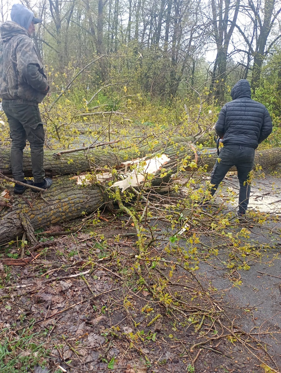 Вирвані з корінням дерева і заблоковані дороги: наслідки негоди на Житомирщині