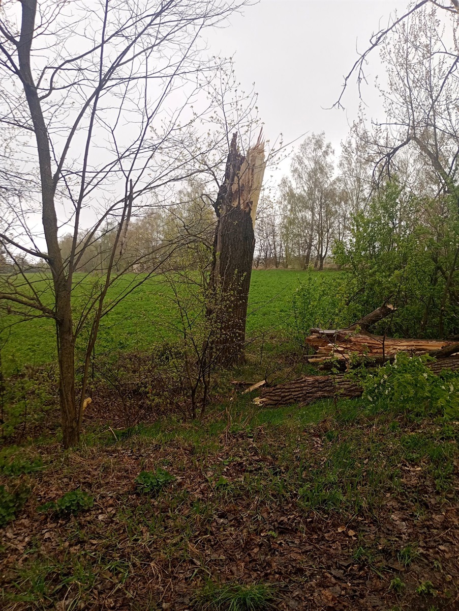 Вирвані з корінням дерева і заблоковані дороги: наслідки негоди на Житомирщині