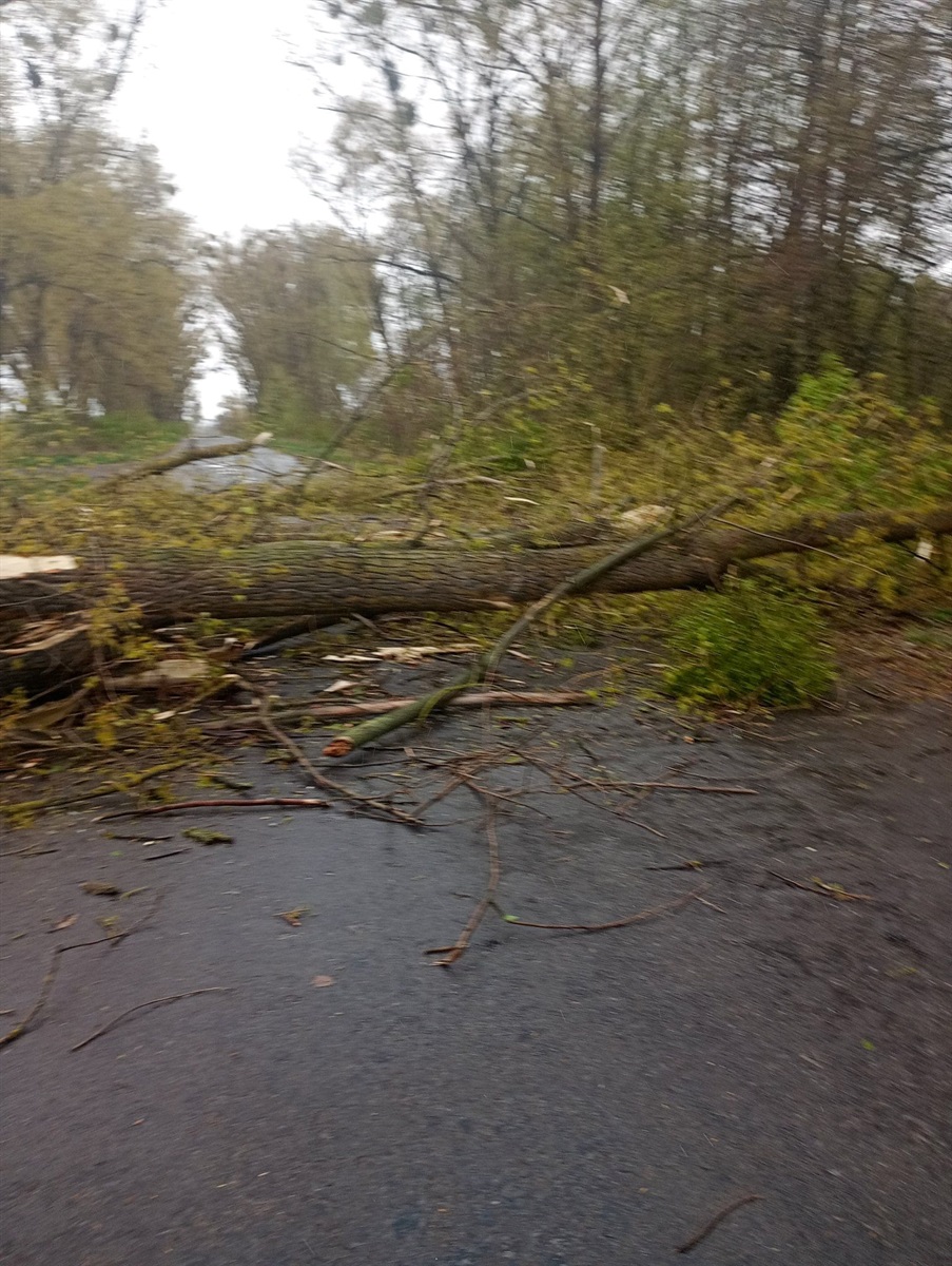 Вирвані з корінням дерева і заблоковані дороги: наслідки негоди на Житомирщині