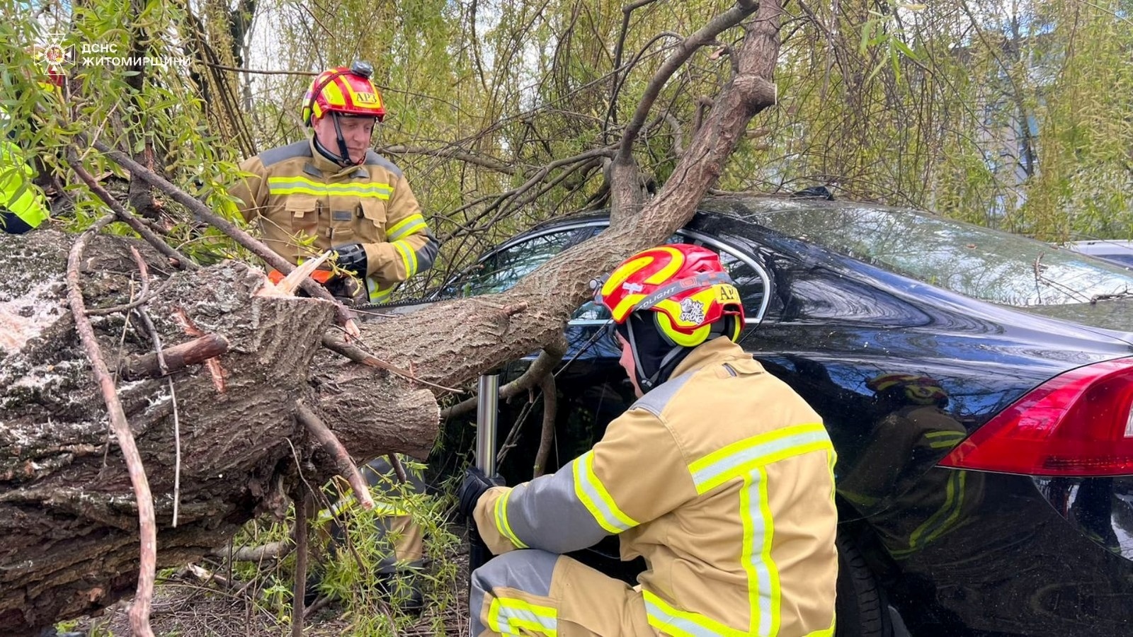 Вирвані з корінням дерева і заблоковані дороги: наслідки негоди на Житомирщині
