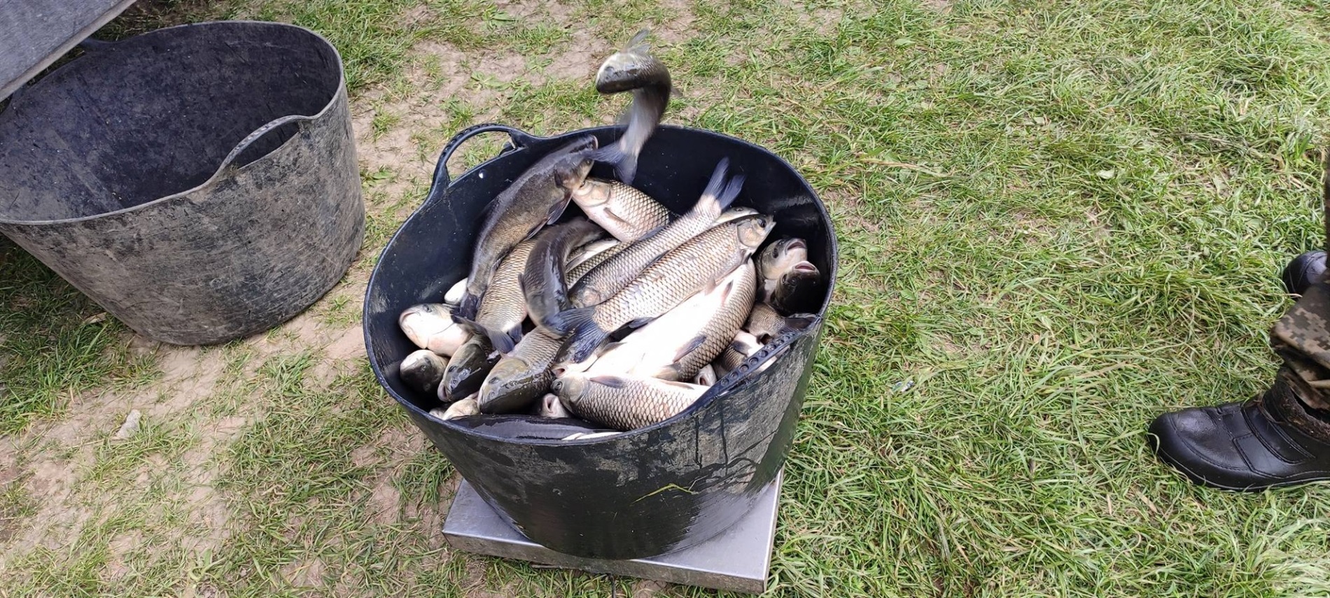 У Великій Деражні зарибили ставок – у водойму запустили 500 кг білого амура