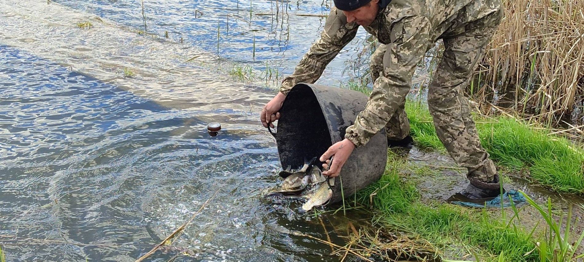 У Великій Деражні зарибили ставок – у водойму запустили 500 кг білого амура