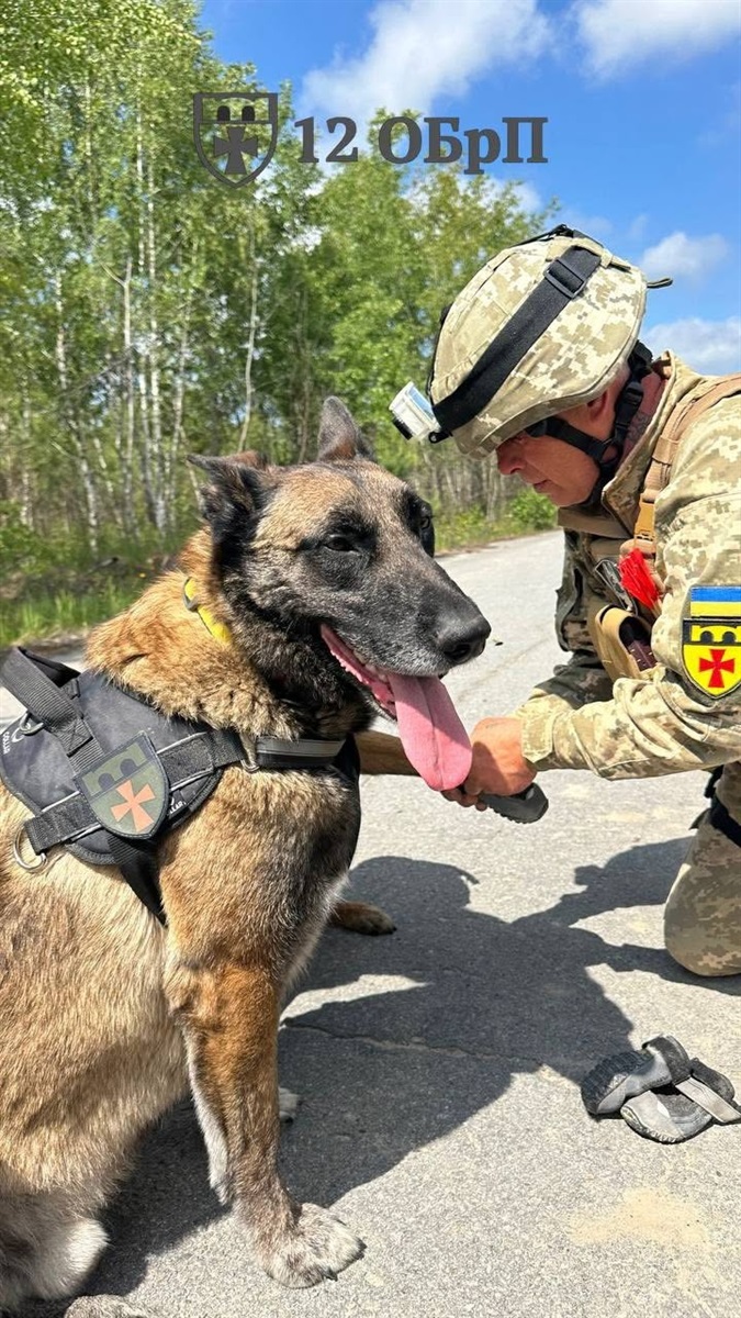 Чотирилапі сапери: у 12-й окремій бригаді підтримки військовим допомагають собаки-кінологи