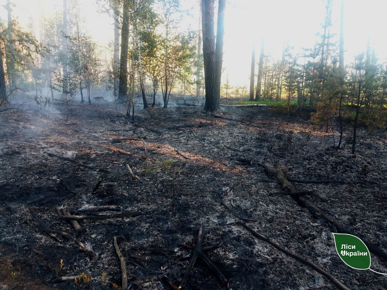 Дронова атака росіян спричинила лісові пожежі на Звягельщині